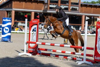 Všestranná šestiletá pony klisna - 14