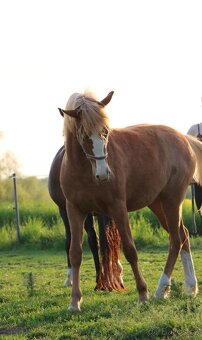 Krásná klisnička WPBR Pony B do sportu - 14