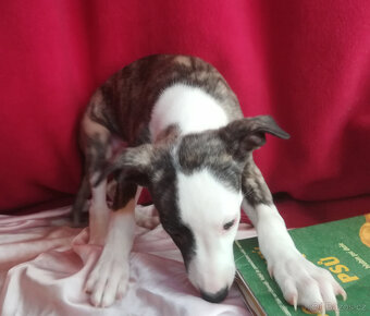 Whippet bez PP po obou rodičích s PP ( FCI) - 14
