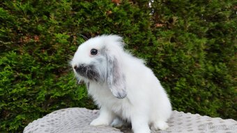 Zakrslý beránek, králíček, králík - MOLLY - 14