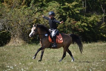 Pony kobylka kategorie S - 14