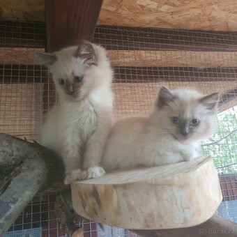 Ponúkam 2 ragdoll kocurikov - 14