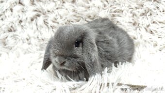 Zakrslý beránek, králíček, králík - KVIDO - 14