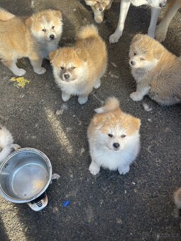 Akita inu Štěnata prodám - 14