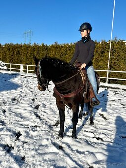 Kobyla 5 let na prodej - 14