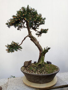 Tis červený bonsai - 14