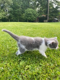 Koťátka po Ragdoll hledají nové domovy - 14