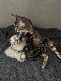 Bengálská Kočka- koťata - 14