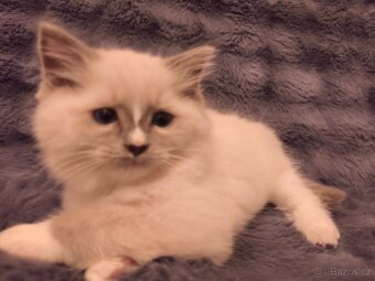 Ragdoll kocourci - 14