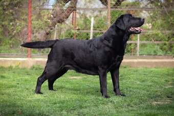 Štěňata - labradorský retriever s PP - odběr říjen 2025 - 14