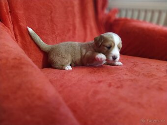 Štěňátka křížence MOMENTÁLNĚ VŠICHNI REZERVOVÁNI - 14
