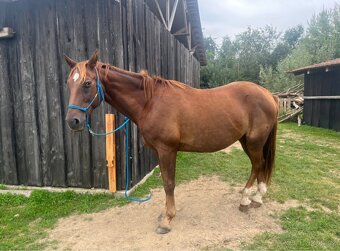 Český teplokrevník - 14