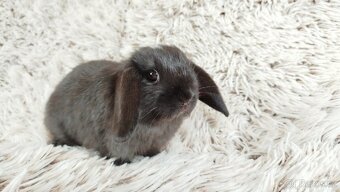 Zakrslý beránek, králíček, králík - ELLA - 14