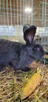 Belgický obr modrý - 14