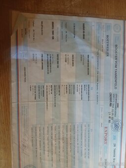 Rotvajler, rtw, rottweiler - 14