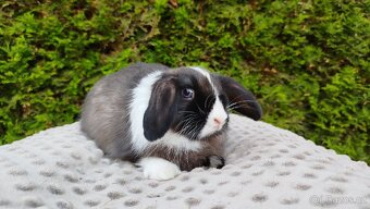 Zakrslý beránek, králík, králíček - TEA - 14