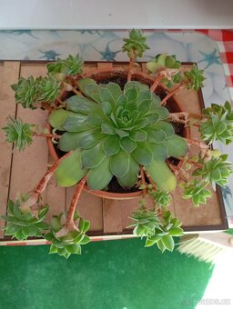 sazenice netřesků 5kč za kus,držáky na truhlíky,ačokča semen - 14