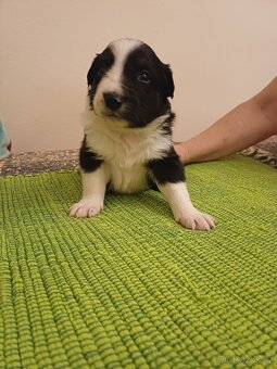 Štěňata bordercolie kříženci - 14