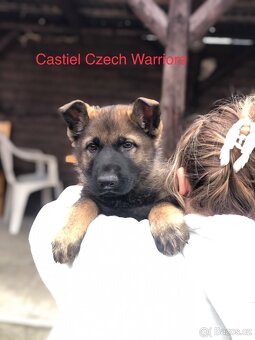 Stenata německého ovcaka - 14