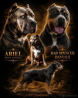American bully XL - 14