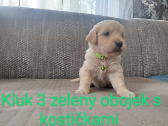 Zlatý retrívr / retriever - 14