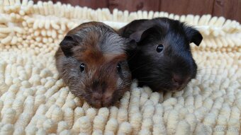 Morčata, morče, morčátka kluci i holky - 14