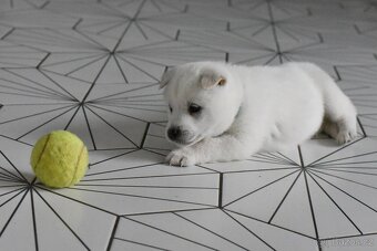 Kishu Inu štěňata s PP FCI - odběr na Vánoce - 14