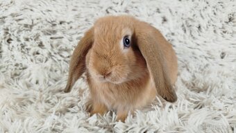 Zakrslý beránek, králíček, králík - RIKI - 14