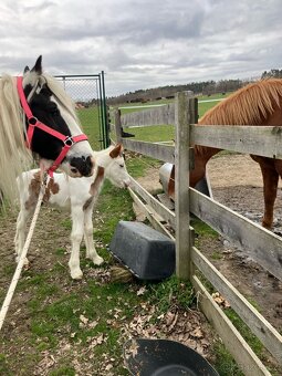 Hřebeček Irský cob - 14