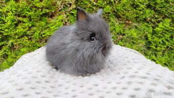 Zakrslý králík, králíček - TEDDY - OLAF, OLIVER, OLINA - 14