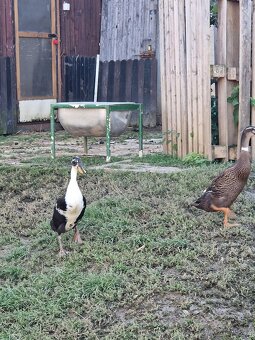 Indický běžec - 14