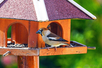 Sony FE 200-600mm + neopren Rolanpro + UV STAV NOVÉHO - 14