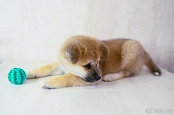 Štěňata Akita Inu - 14