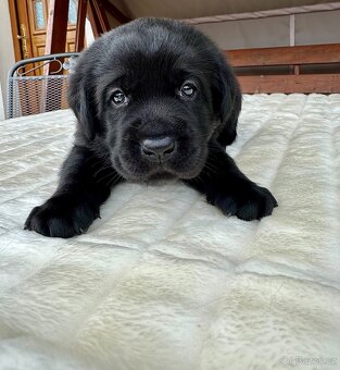 Labradorský Retriever s PP - 14