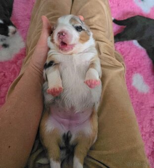 Australští ovčáci – dostupné štěňata s PP - 14