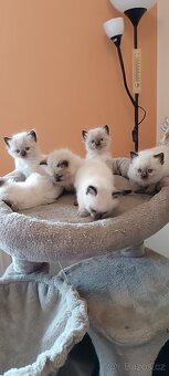 Ragdoll kotatka - 14