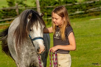 5-letá welsh mountain pony klisna - 14
