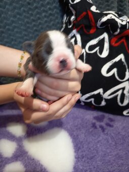 Bostonský teriér colorred - 14