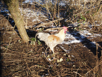 Kohout, kohouti do chovu - 14