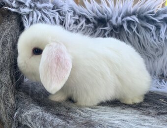 ❤️⭐️Minilop Kralicek Beránek k rezervaci ❤️ - 14