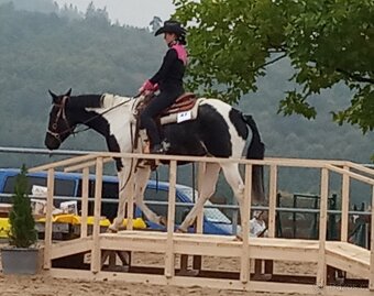 Luxusní PAINT Horse plemeník, DOUBLE HOMOZYGOT - 14