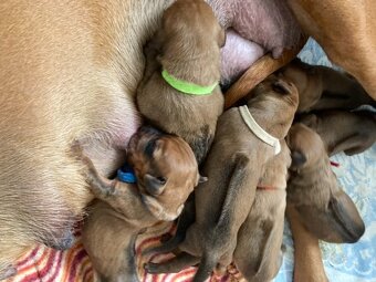 Prodám štěňátko Rhodeského ridgebacka s PP - 14