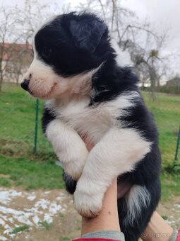 Border kolie - 14