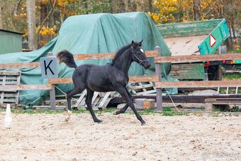 Nádherný hřebeček po Warness ZH - 14