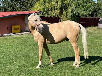 Pony B, valach  13let – drezura, parkur, ZZVJ, výstavy/ - 14