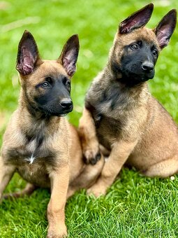 BELGICKÝ OVČÁK MALINOIS - 14