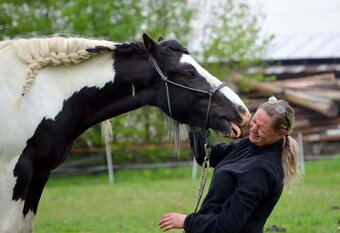 MILIONOVA kobylka irskeho coba (Irsky cob) - 14
