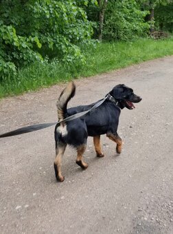 BENÍK K ADOPCI - přátelský, akční, umazlený - 14