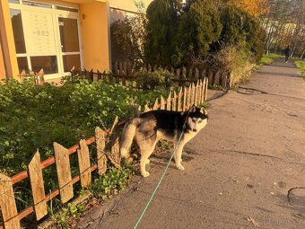 Štěně. Husky s PP 7měsíců 🥲 - 14