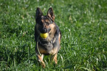 Německý ovčák-štěňata - 14